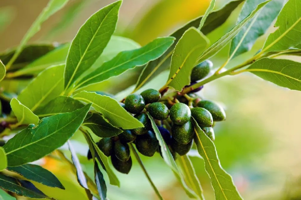 Bay Laurel Essential Oil Blends well with Bergamot, Rosemary, Lavender, Eucalyptus, Juniper, Cedarwood, and Black Pepper and is good for Respiratory issues.