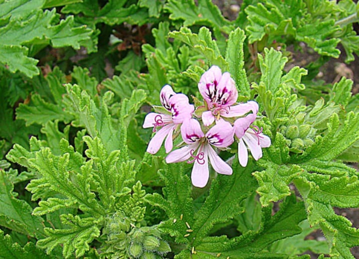 Citronella Essential Oil is most commonly used as an insect repellant. Purpose: Insect repellant, anti-fungal perfumery Common other names: none Blends well with: Lemon, Lemongrass Method of Extraction: Steam distillation of the leaves and stems Country of Origin: Malaysia, Indonesia, Vietnam, Australia, Asia, United States, India Other Uses: Pharmaceutics, Fragrance and Cosmetics Cautions: Has been known to raise the heart rate of some individuals. Do not use if pregnant or nursing Essential oils are oils in their purest form that have been extracted from the flowers, roots, leaves, stems, or bark of certain plant species. These essential oils are NOT the same type of essential oils that are found at your local craft store, grocery store, or flea market. These are the purest and finest aromatherapy grade essential oils available. Essential oils should be diluted with a carrier oil such as sweet almond oil before placing directly on the skin. Please do a patch test for skin sensitivity.