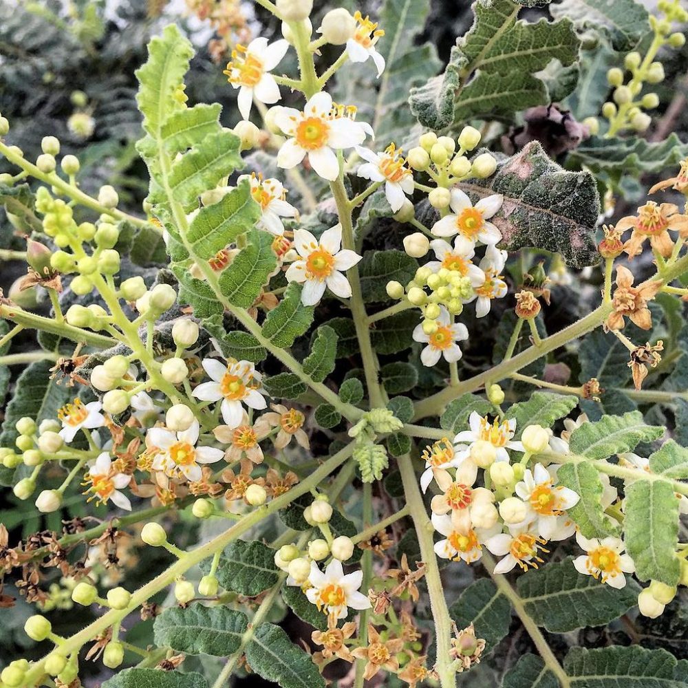 Frankincense Essential Oil blends well with Balsam Fir, Myrrh, Orange and Sandalwood and is good for sores and stress. Also used in perfumery.