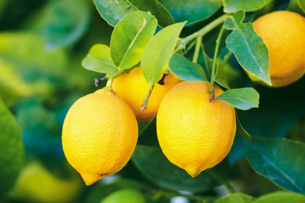 Lemon Essential Oil blends well with all essential oils! It has wonderful antiseptic and astringent properties and is wonderful to scent your home.