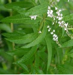 Lemon Verbena Essential Oil blends well with: Neroli, Palmarosa, Olibanum, Balsam, Lemon, and most other Citrus Oils and is used mainly in perfumery.