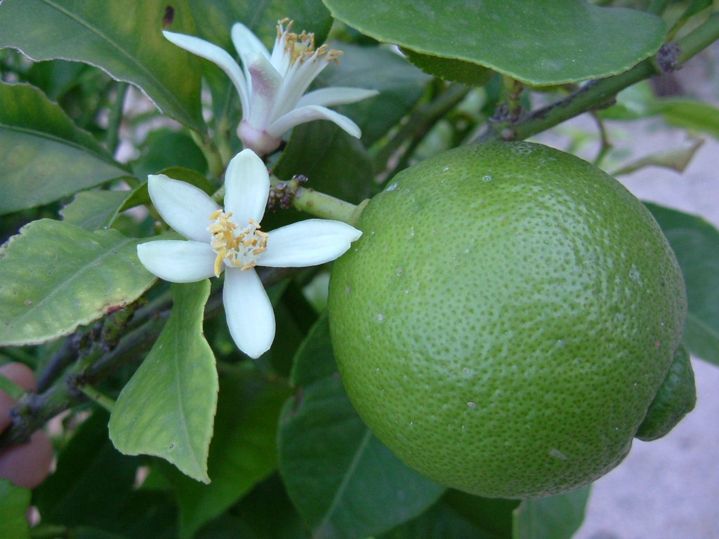 Lime Essential Oil blends well with Neroli, Citronella, Lavender, Rosemary, Clary Sage, and all other Citrus Essential Oils.