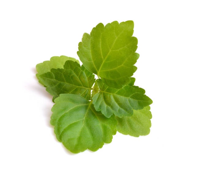 Patchouli, Gurjun free Essential Oil blends well with Mandarin Orange, Ylang-Ylang, Jasmine, Myrrh, Rose and Cinnamon, and is good for fungal infections.