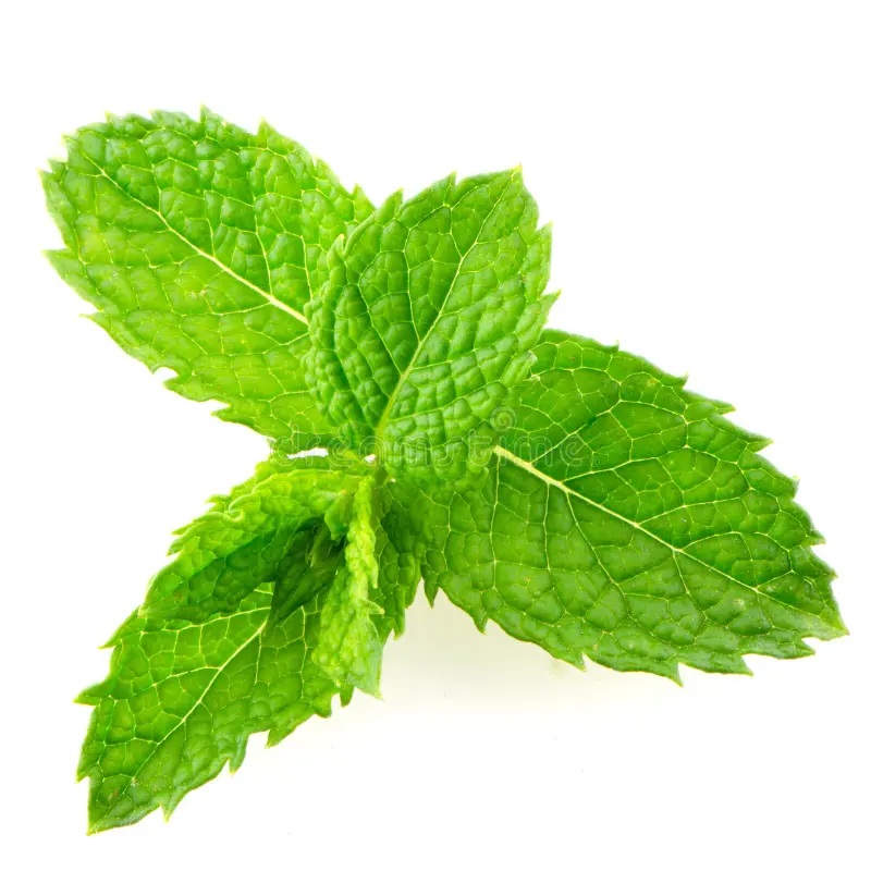 Peppermint Essential Oil blends well with Basil, Lemon, Cypress, Niaouli, Black Pepper and Tea Tree. It's also good for nausea, fatigue and migraines.