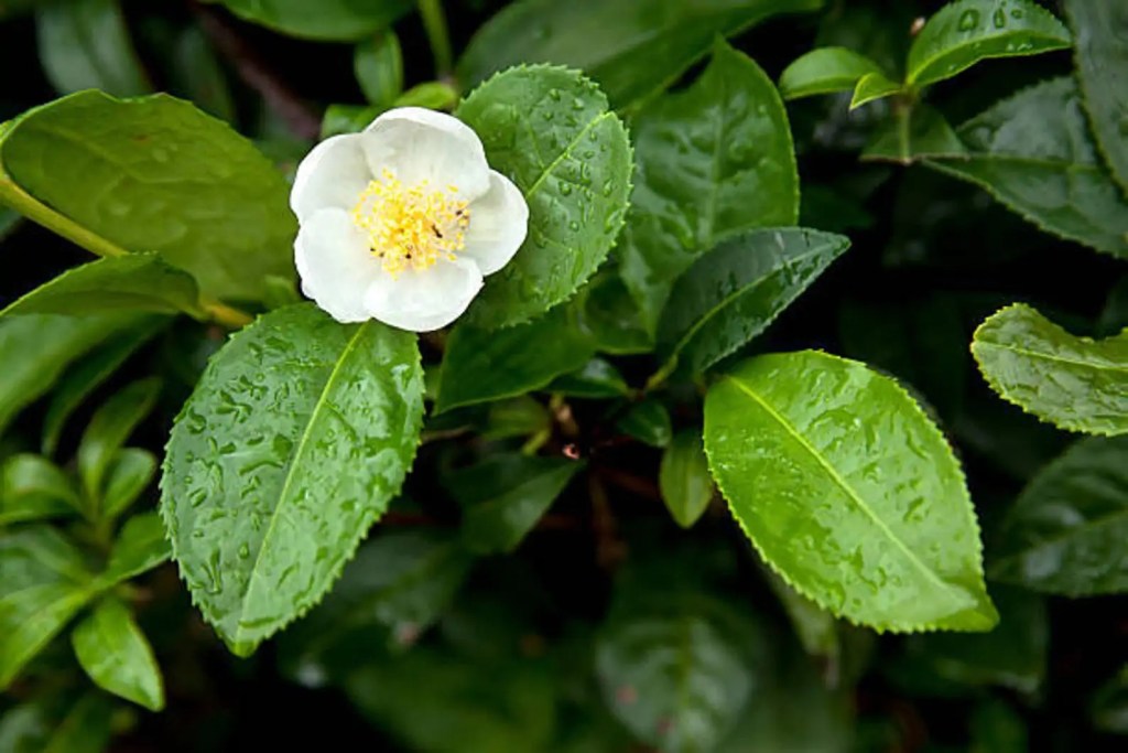Tea Tree Essential Oil blends well with Basil, Oregano, Peppermint, Red Thyme, White Thyme and Lavender