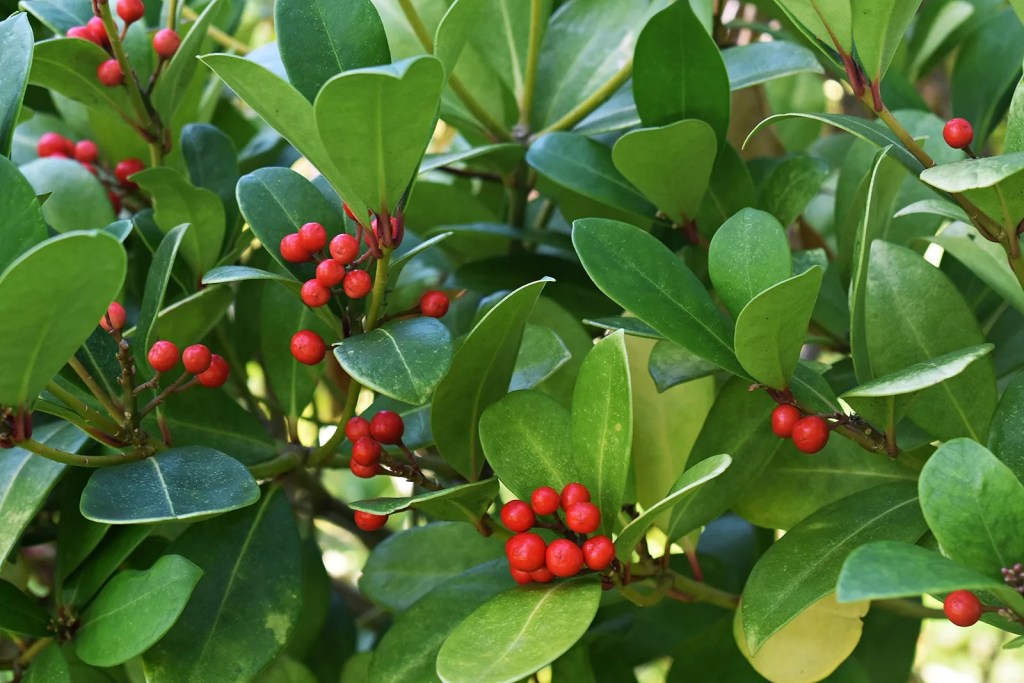 Wintergreen Essential Oil blends well with: Cedarwood, Pine, Chamomile, Vetiver, Oakmoss and can be used as an anti-inflammatory.