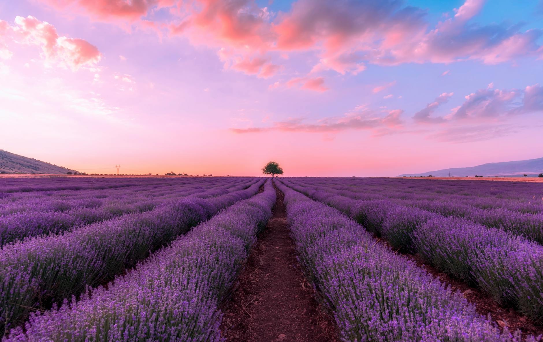 a lavender field under the pink sky