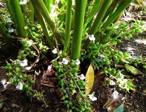 Cardamom Seed Essential Oil is widely used to relieve bloating, gas, nausea, and indigestion. It acts as a smooth muscle relaxant in the intestines, easing cramps and spasms, and can be applied topically in a diluted form on the abdomen or inhaled after meals to aid in digestion.