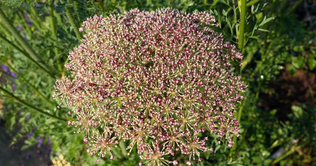 Carrot Seed Essential Oil is a therapeutic oil distilled from the seeds of the wild carrot plant, valued for its skin-regenerative, grounding, and aromatic properties.