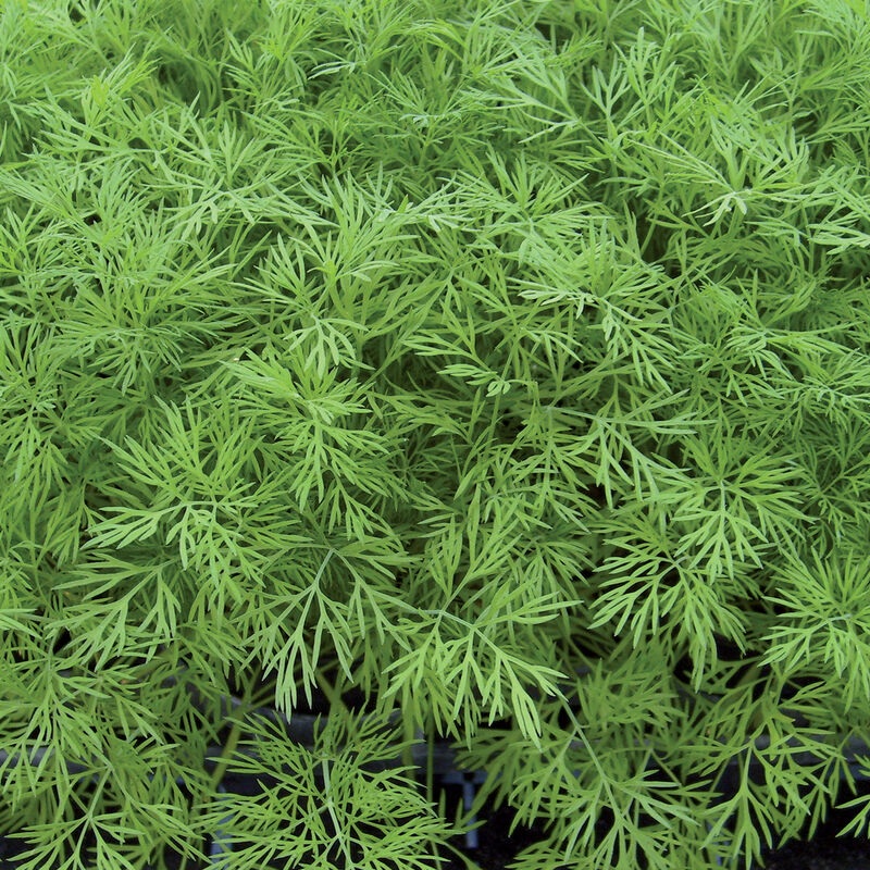 Dill Essential Oil blends well with Fennel, Lemongrass, Spearmint, Lemon, Caraway, and Lavender and is good for digestion, calmness and protection.