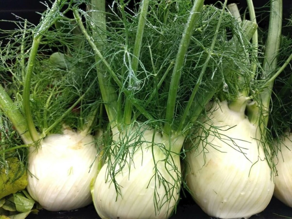Sweet fennel essential oil is a very versatile oil known for digestive, hormonal, and aromatic benefits, with a sweet, licorice-like scent. Blends well with Geranium, Lavender, Lemon, Basil, Rosemary, and Clary Sage