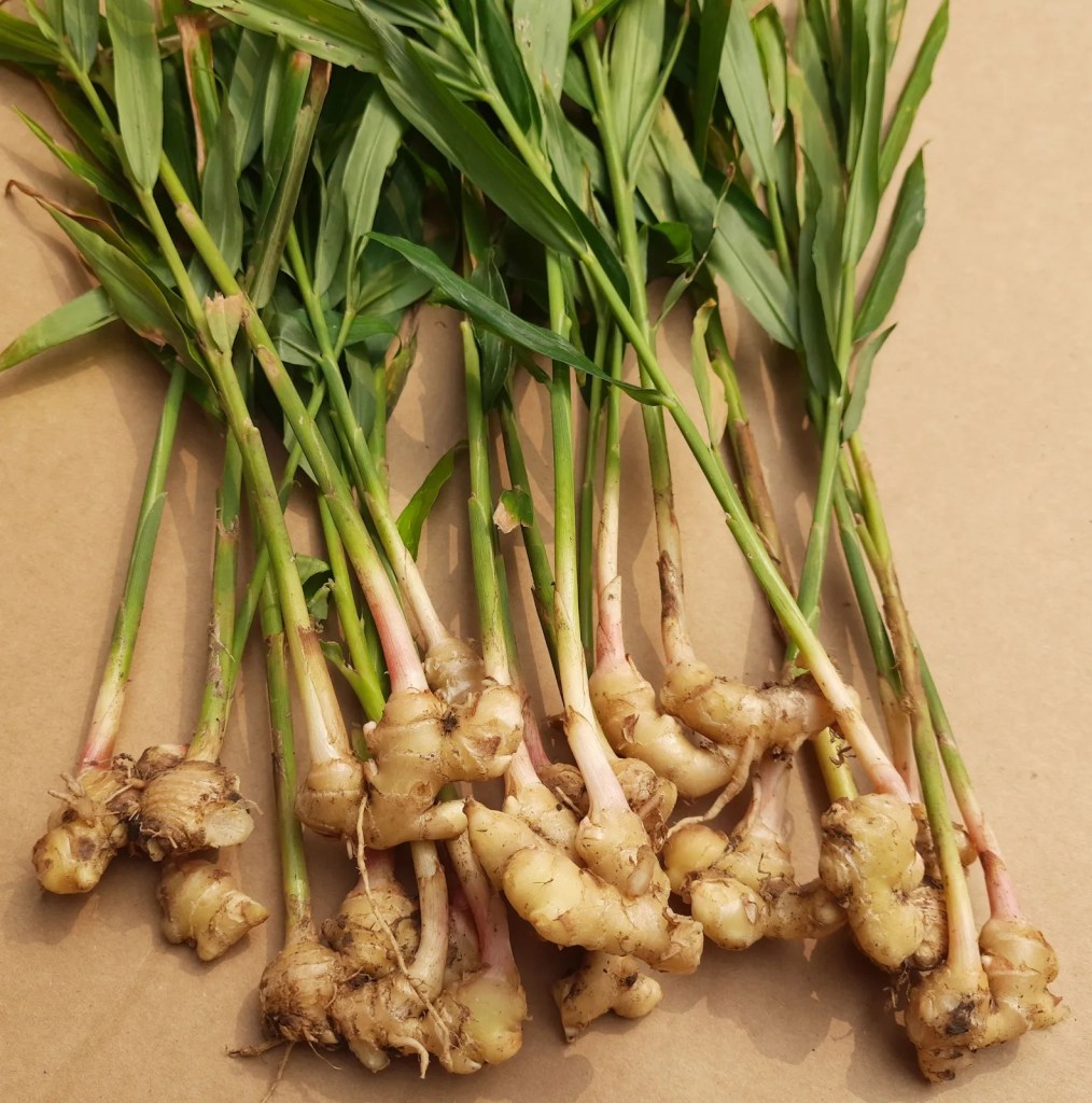 Ginger Essential Oil Blends well with: Lemon, Orange, Cardamom, Cinnamon, Patchouli, and Cedarwood