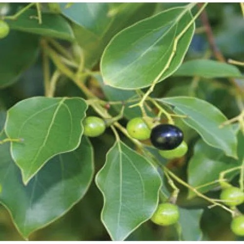 Ho Wood Essential Oil is another one of those essential oils with multiple benefits and uses including cuts and scrapes, easing cold and flu symptoms, stress and anxiety and eczema and acne.