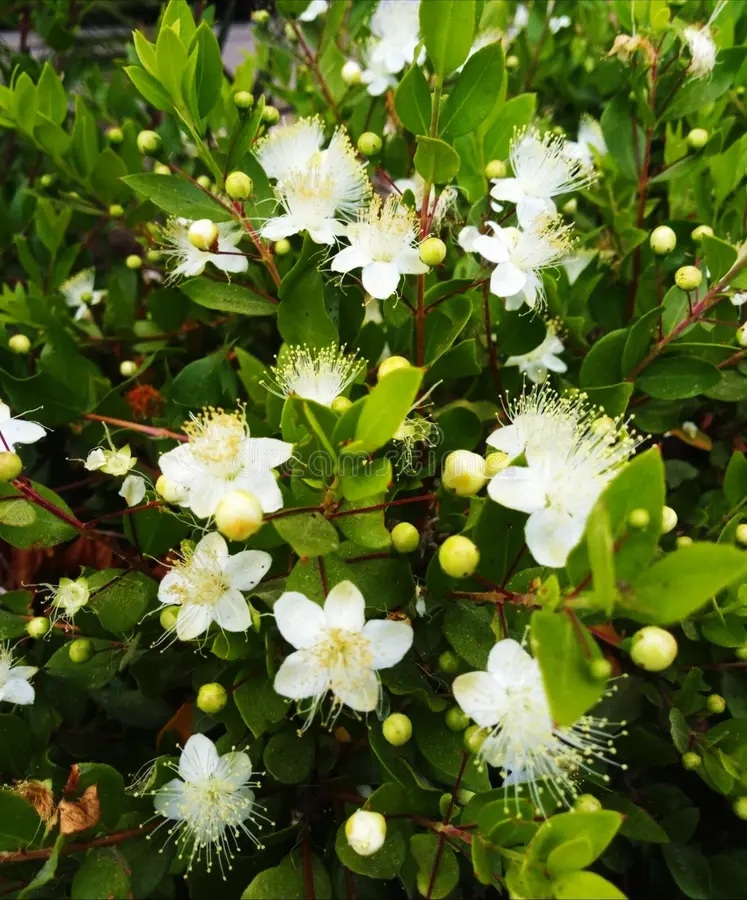 Myrtle Essential Oil has wonderful benefits, including astringent properties, can prevent infections and eliminates bad odors and can ease breathing difficulties.