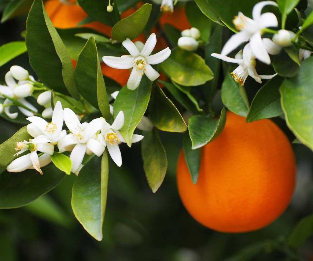 Orange essential oil has a variety of uses. These can include applications to reduce pain or inflammation, reduce stress and lift your mood, help treat acne, use as a household cleaner by diluting in either plain or soapy water, relieve an upset stomach, and as a flavoring to a variety of foods and beverages.