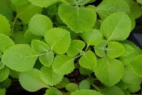 Oregano Essential Oil. An oregano plant with medium green leaves and scalloped edges.