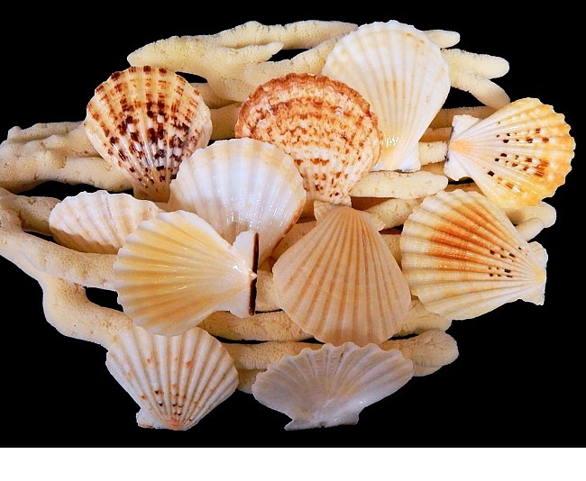 Pectin Radula seashells that can be used as a decorative display or for crafting projects or as a scoop for bath salts