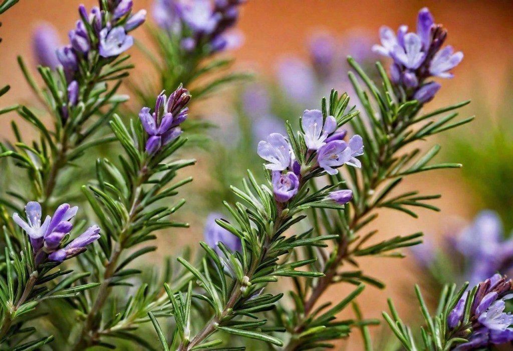 Spanish rosemary plant used for culinary purposes and for making essential oils