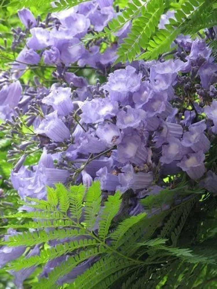 Leaves and flowers of the rosewood plant used to make rosewood essential oil