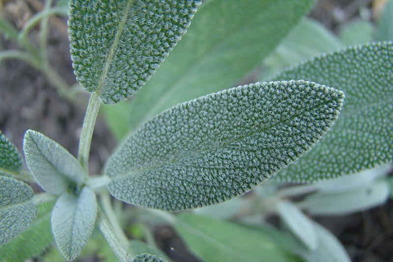Leaves from a sage plant used to make sage essential oils