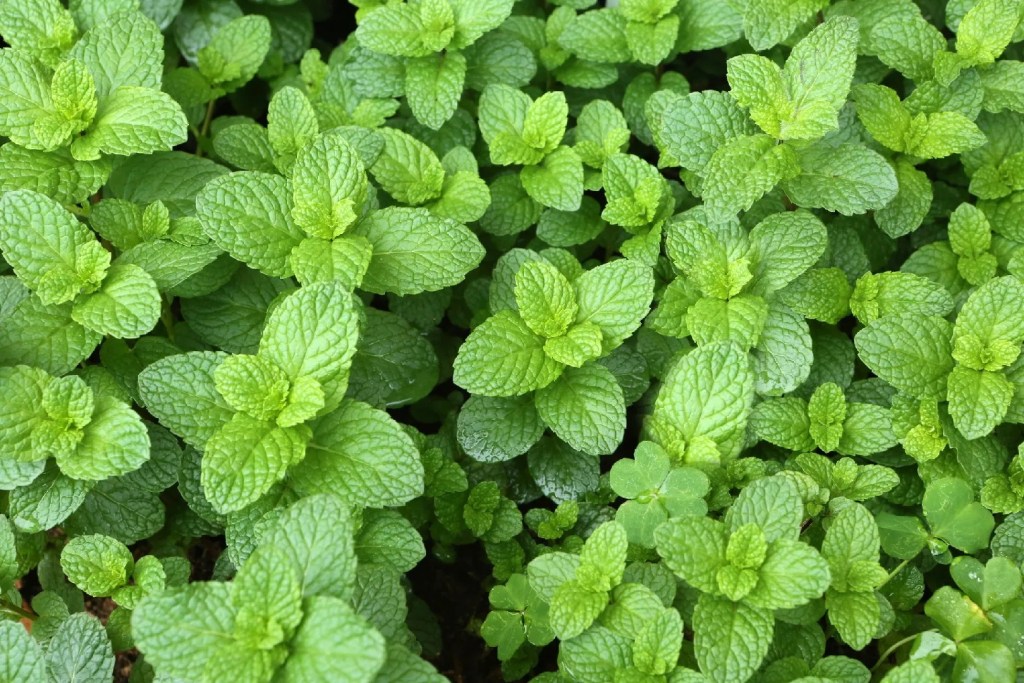 Spearmint plant with bright green leaves used to make spearmint essential oil