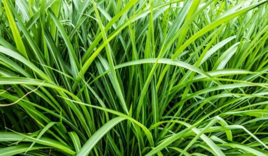 Vetiver II Essential Oil blends well with Patchouli, Sandalwood, Lemon, Orange, Melissa, Rose and Bergamot